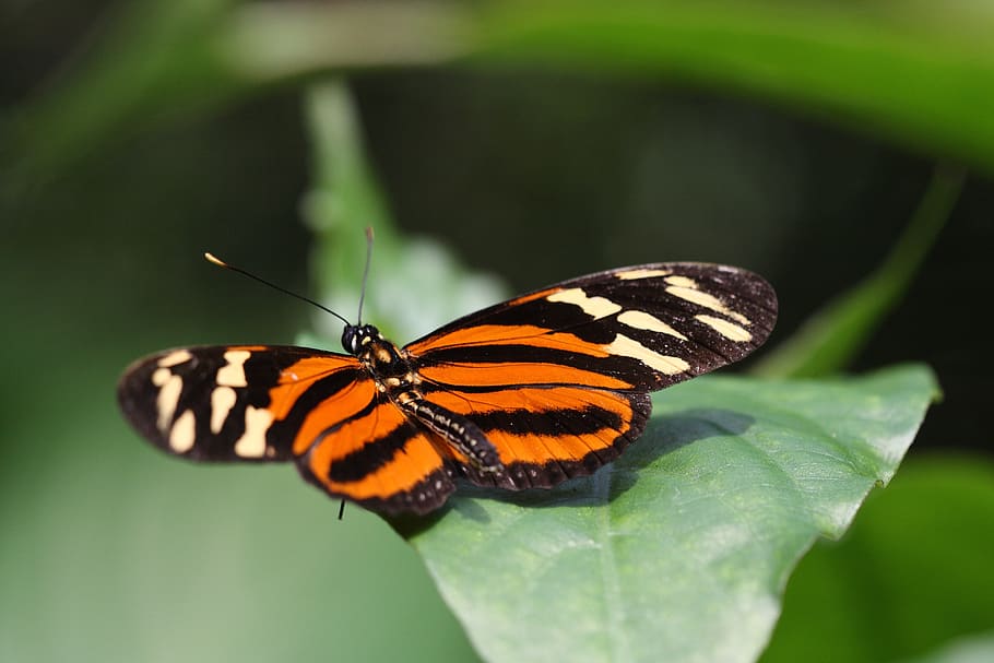 butterfly, sheet, orange, insect, invertebrate, animal themes HD wallpaper