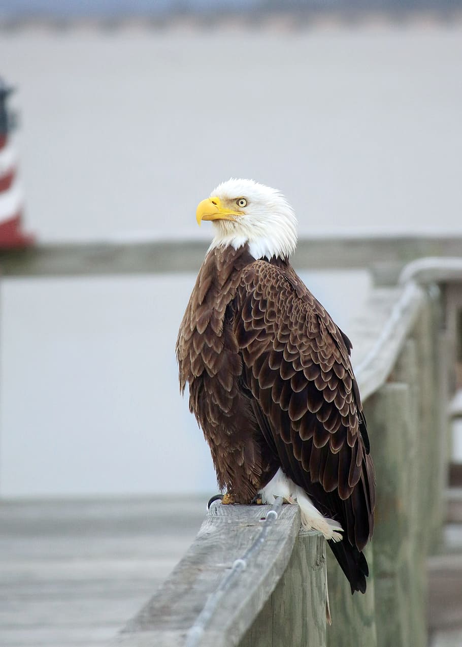 HD wallpaper: white and brown eagle perching on gray wood fence, bald