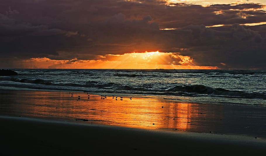 sea, ocean, water, wave, nature, sunset, sky, cloud, bird, animal HD wallpaper