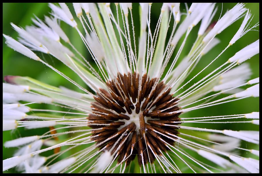 Flower, Seeds, Close-Up, Macro, Nature, flora, botany, many HD wallpaper