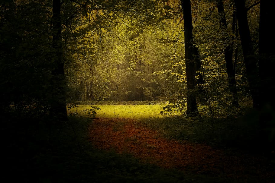road between green trees, light, forest, landscape, forest landscape HD wallpaper