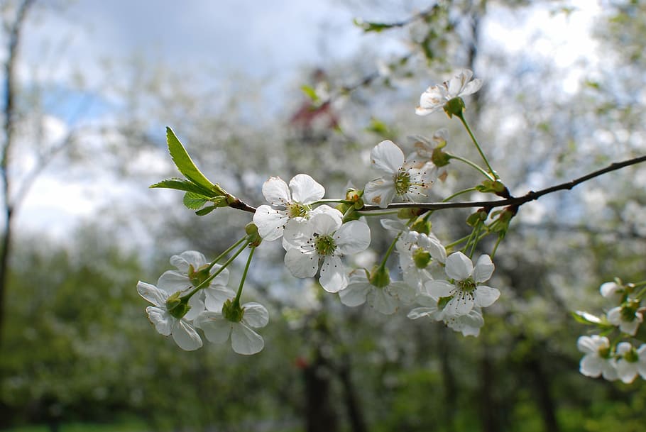 spring, cherry, flowers, tree, nature, branch, springtime, blossom HD wallpaper