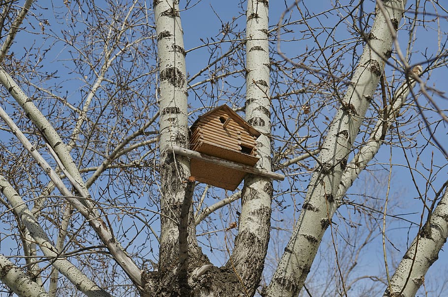 birdhouse, tree, nature, low angle view, plant, bare tree, sky HD wallpaper