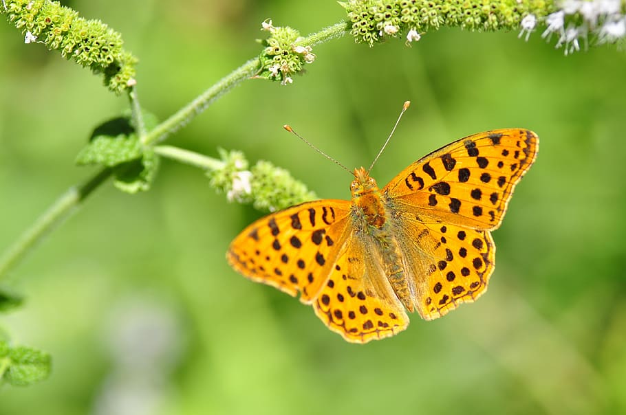 selective focus photography of brown fritillary butterfly perched on green plant HD wallpaper