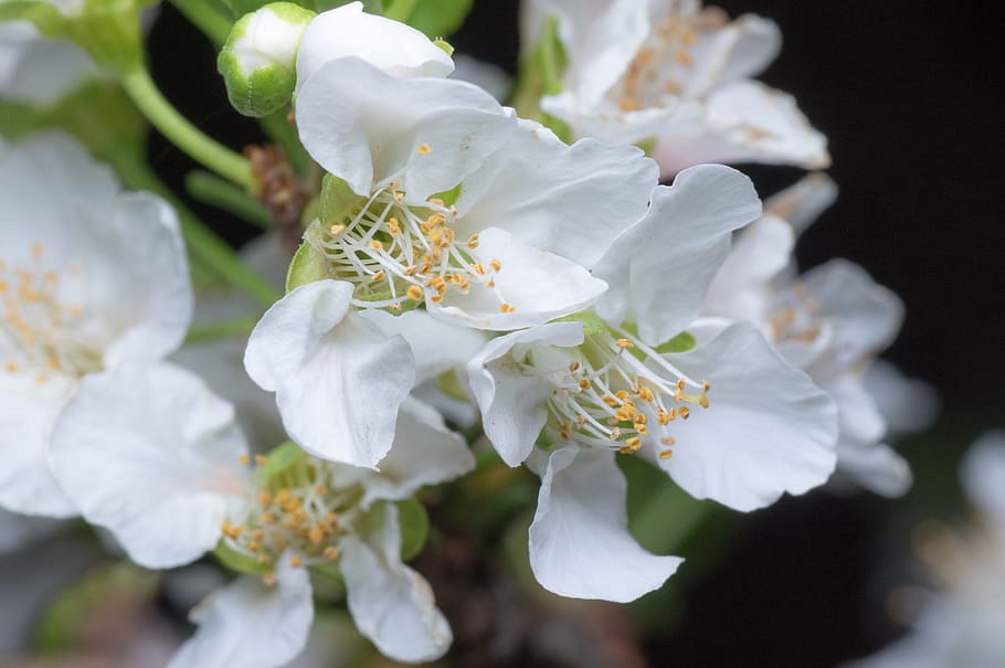 flower, peach, white, closeup, blossom, plant, spring, tree HD wallpaper