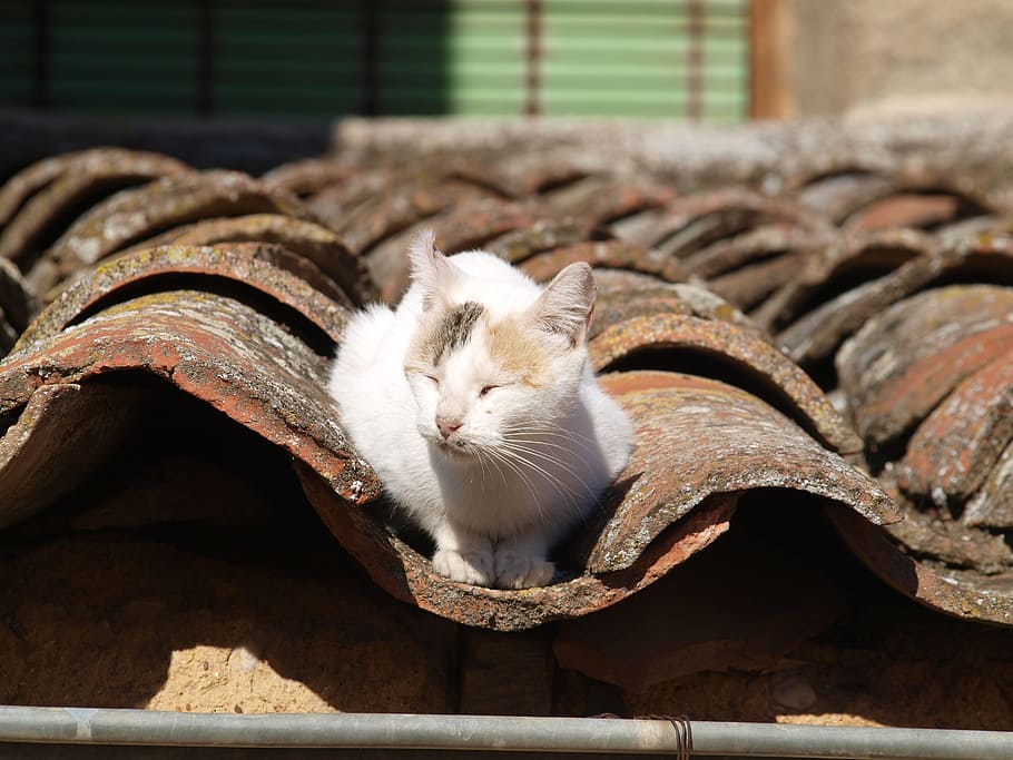 cat, about, roof, pets, domestic, animal themes, domestic animals HD wallpaper