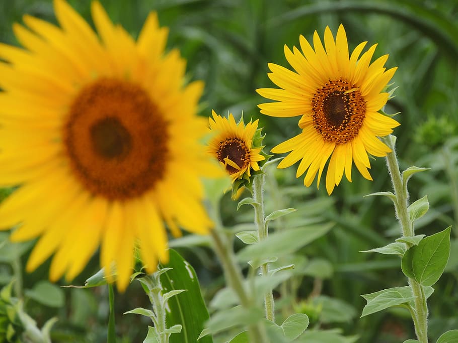 Sun Flower In Tilt Shift Lens, bloom, blossom, field, flora, garden HD wallpaper