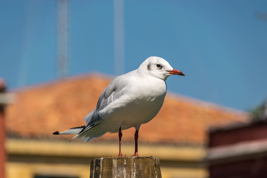 seagull, bird, venice, close, animal, channel, vertebrate, animal themes HD wallpaper