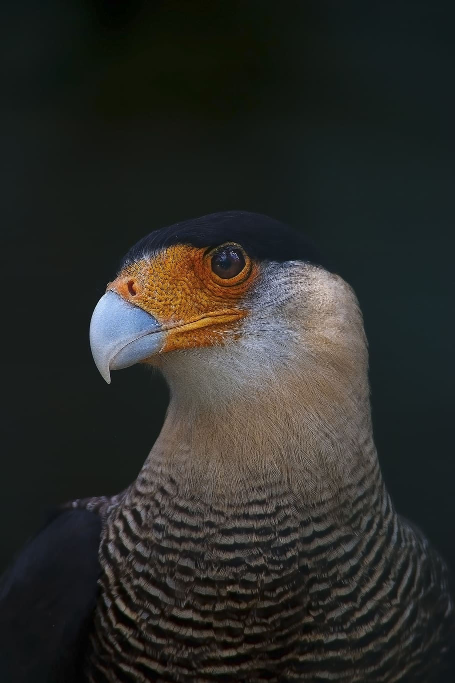 ave, eagle, feathers, fauna, bird, peak, birds of prey, bird of prey HD wallpaper