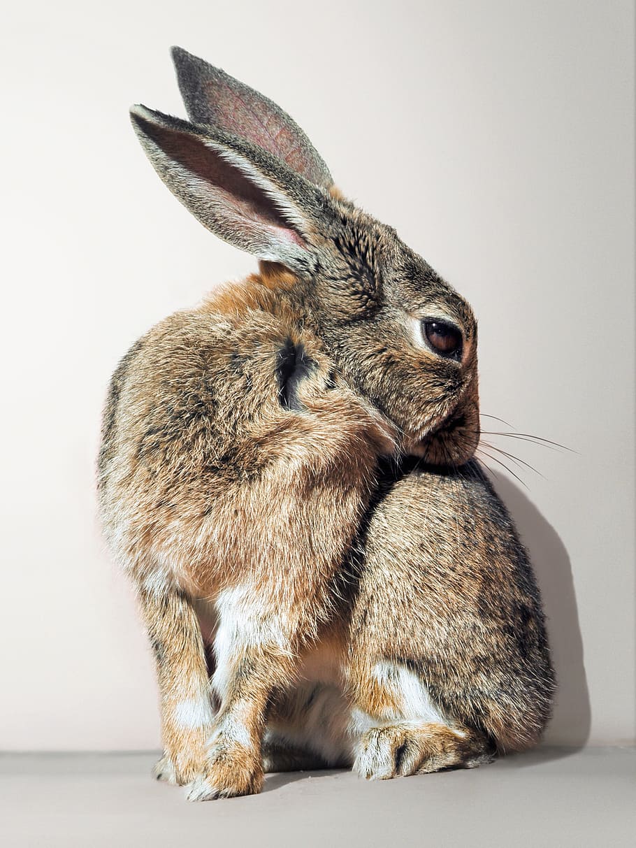 brown and gray rabbit, bunny, cute, white, background, mammal HD wallpaper