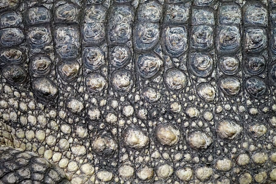 HD wallpaper: closed-up photo of crocodile skin, scale, texture, scaly,  dragon | Wallpaper Flare