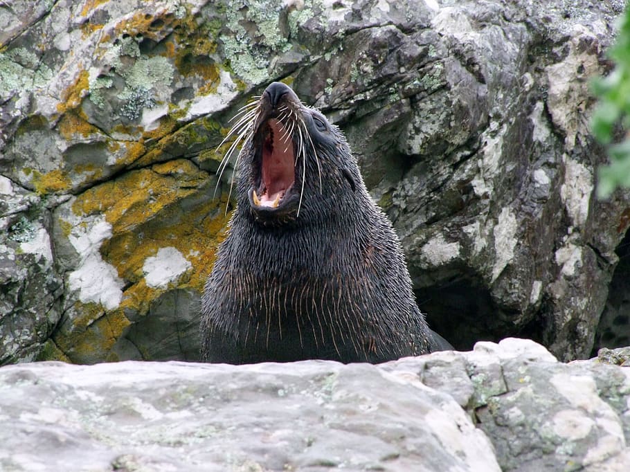 seal, nz, nature, animal, animal themes, one animal, rock, animal wildlife HD wallpaper
