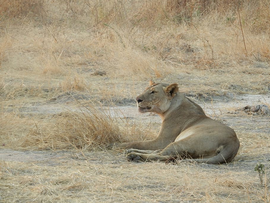 HD wallpaper: Lioness, Africa, Savannah, Tanzania, big five, wild animals |  Wallpaper Flare