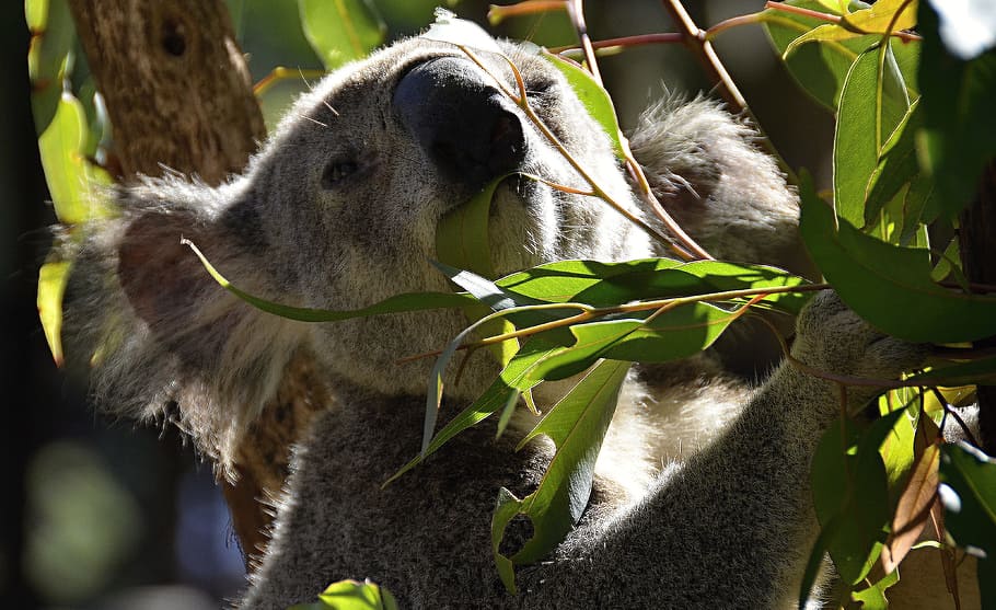 koala, australia, animals, animal themes, one animal, plant HD wallpaper