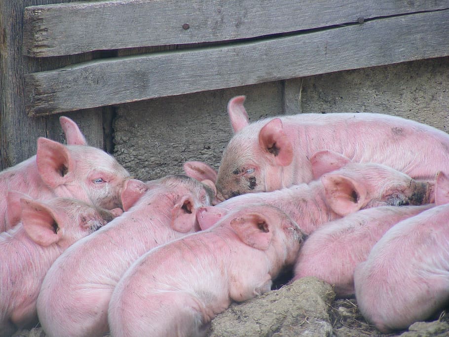 Pigs, Livestock, Domestic, Mammal, Pork, farming, swine, piglet, HD wallpaper