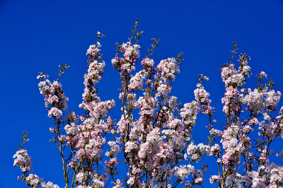 cherry, tree, blossom, bloom, nature, summer, plant, fragility HD wallpaper