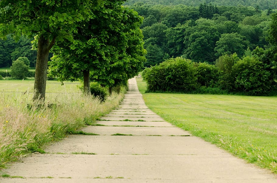 forest, tree, trees, foliage, leaves, leaf, nature, path, walk HD wallpaper
