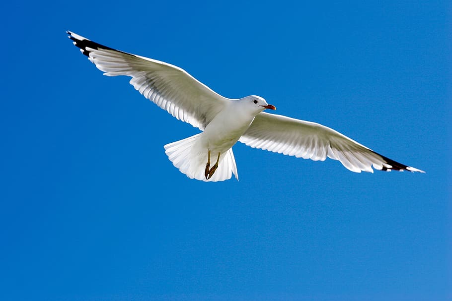 clouds, sky, bird, dove, white, wings, feathers, high, flying HD wallpaper
