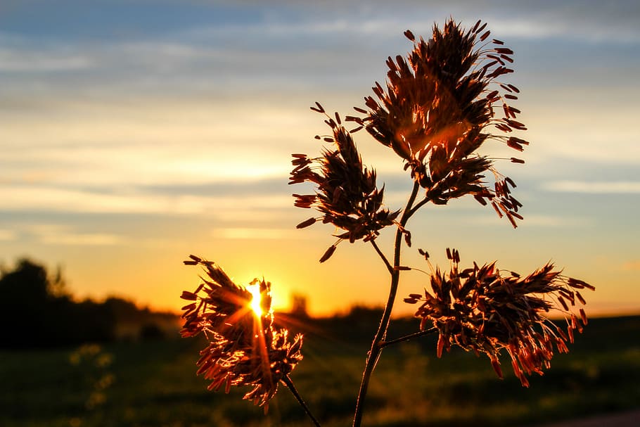 Sunrise, Morning, sky, summer, outdoor, sunlight, bright, nature HD wallpaper