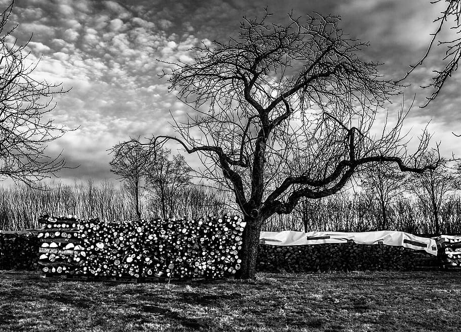 tree, winter, wood, landscape, nature, black and white photography HD wallpaper