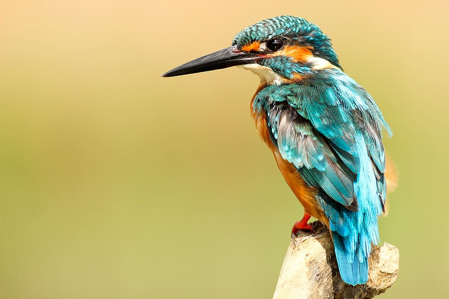 green and orange long-beaked bird on top of brown tree branch