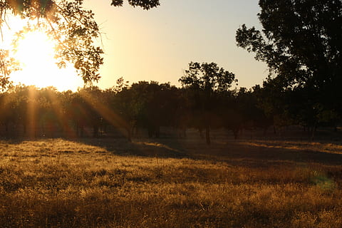 photo of trees during golden hour, dehesa, oak trees, sunset HD wallpaper
