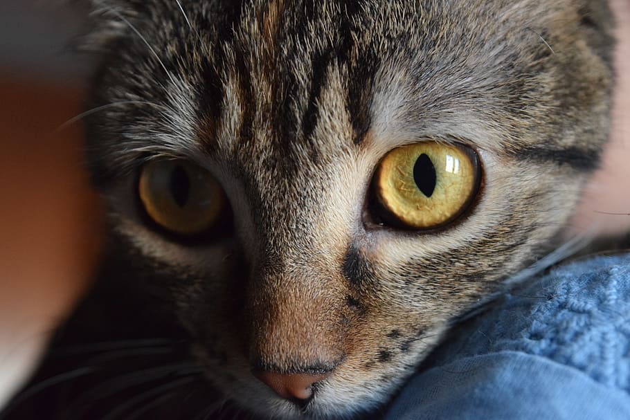cat, face, animal, macro, portrait, pet, eyes, feline, mammal HD wallpaper