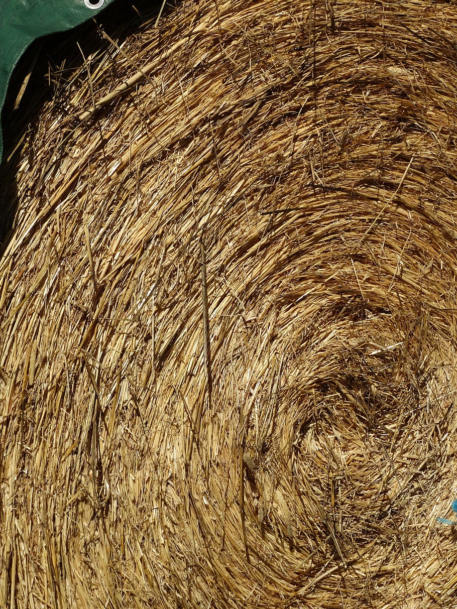 Straw Bales, Wrapped, eddy, rolled, food, cattle feed, harvest time HD wallpaper