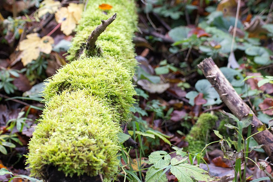 moss, morsch, log, withers, forest, weathered, wood, green HD wallpaper