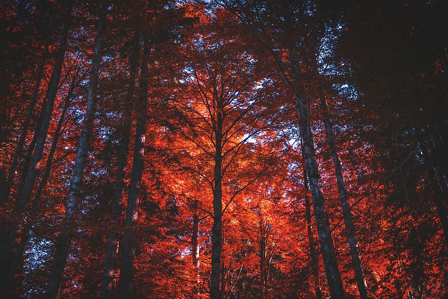 low-angle view of maple leafed tree, red maple trees, tall, forest HD wallpaper
