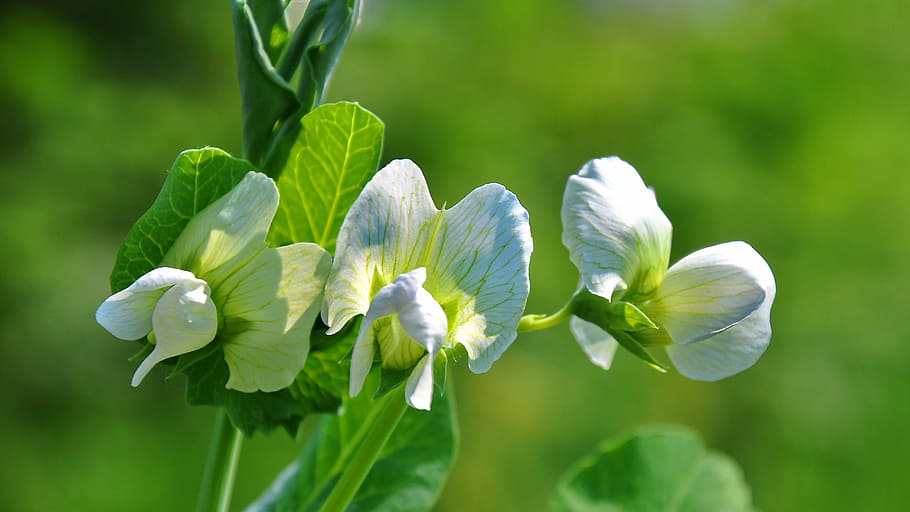 spring, nature, pea, bloom, leaf, plant, freshness, green Color HD wallpaper