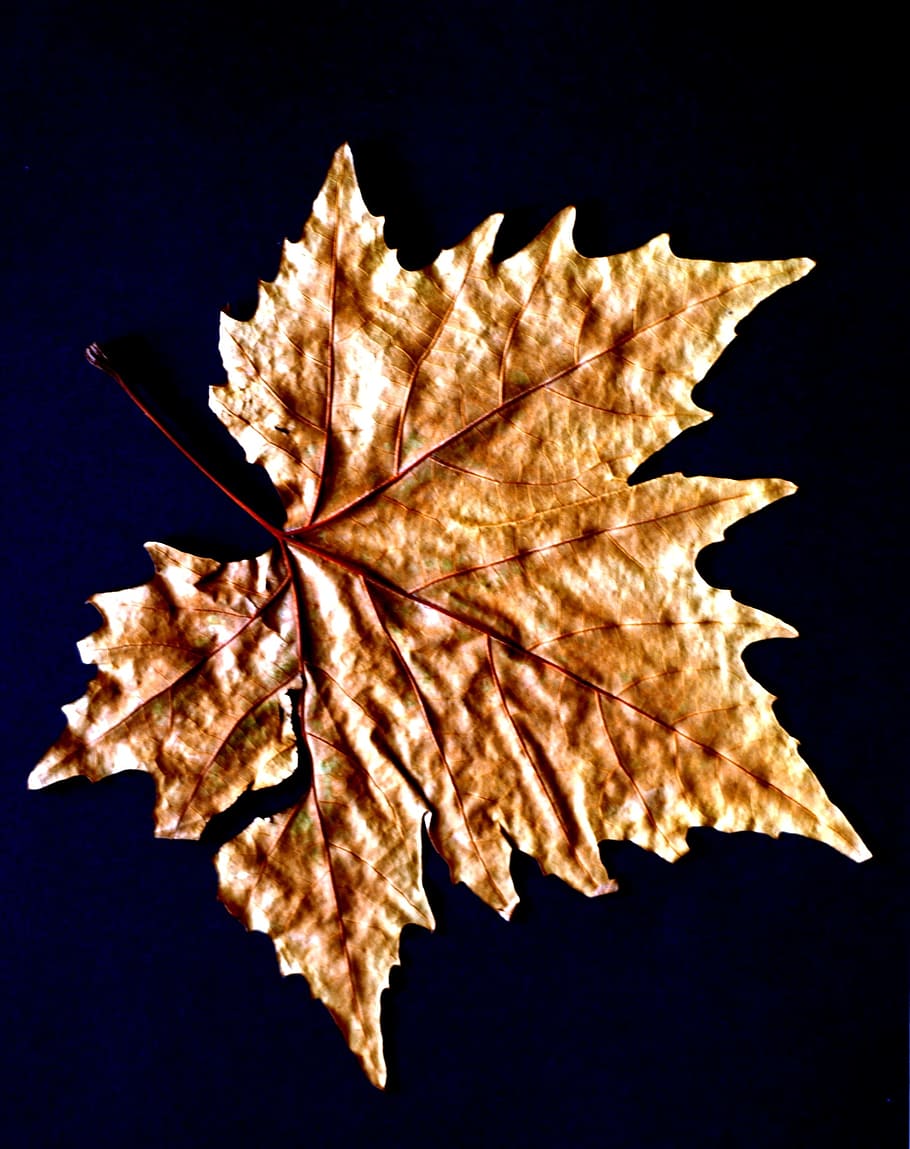 Nature, Sheet, Sycamore, autumn, leaf, yellow, gold Colored HD wallpaper