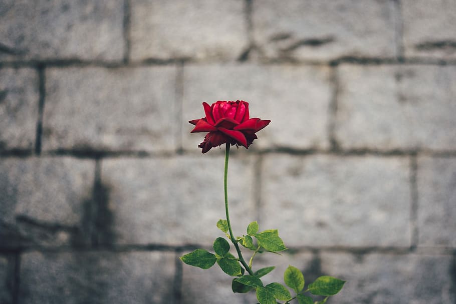 red rose flower by gray concrete brick wall at daytime, selective focus photography of red rose flower