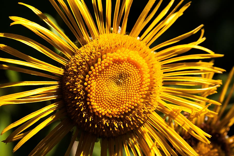inula, flower, yellow, composites, flower basket, tongue blooms HD wallpaper