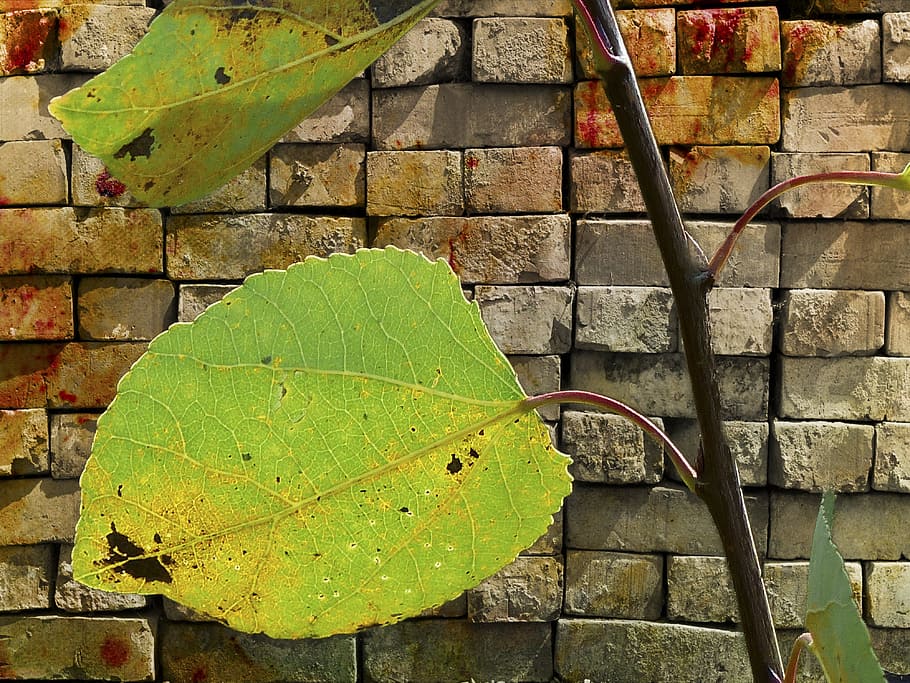 Leaves, Brick, Wall, Background, digital art, digital creation HD wallpaper