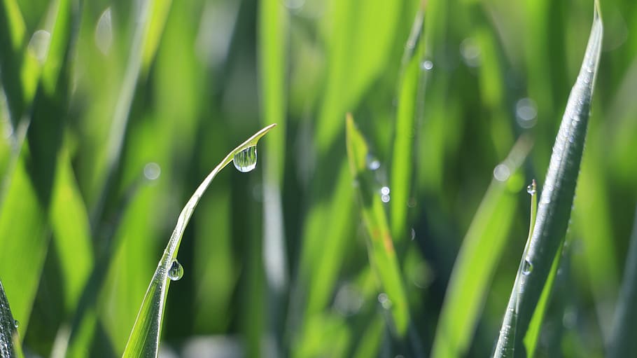 grass, blue sky, hillside, growth, plant, green color, drop HD wallpaper
