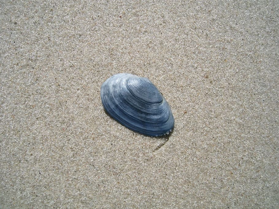 Shell, Baltic Sea, Sand Beach, Seashell, shellfish, animal shell HD wallpaper