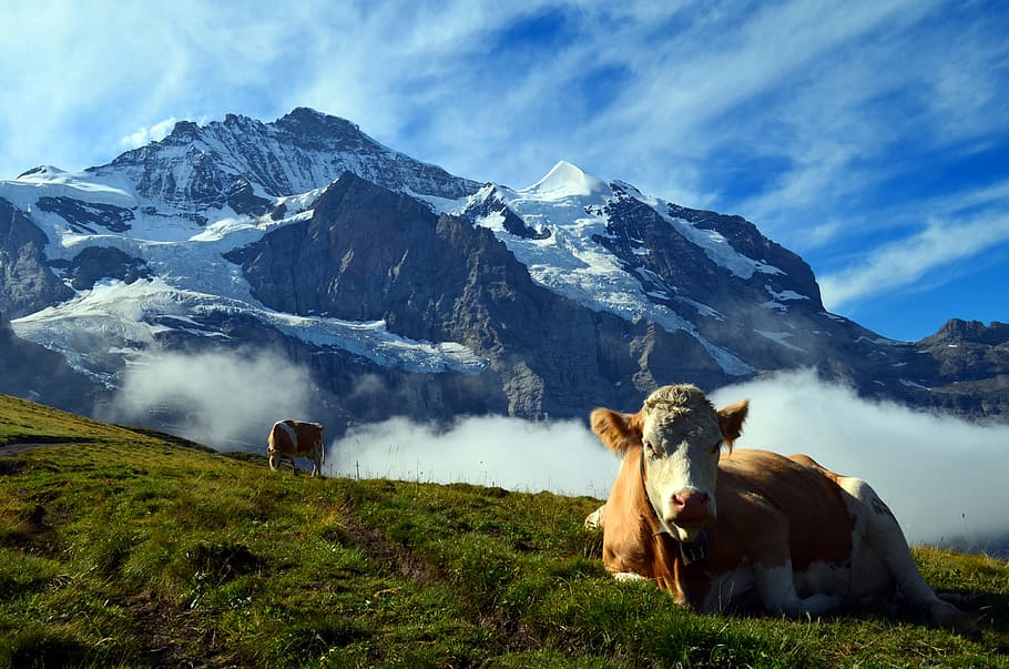 brown and white cow, alpine, switzerland, mountains, landscape, HD wallpaper