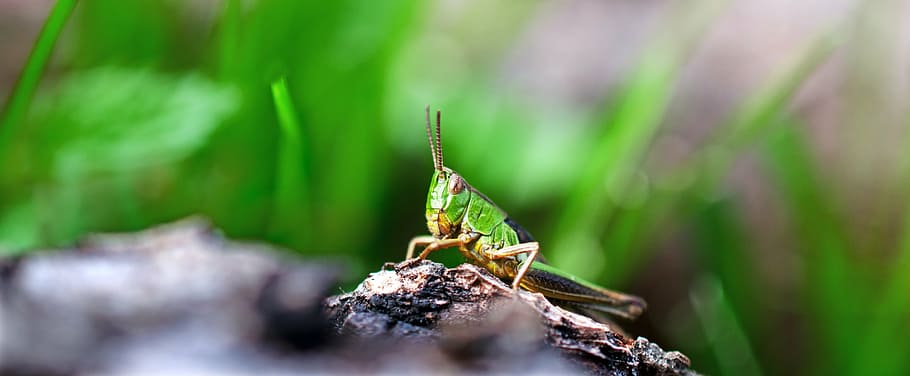 grasshopper, insect, green, close, animals, animal themes, animal wildlife HD wallpaper