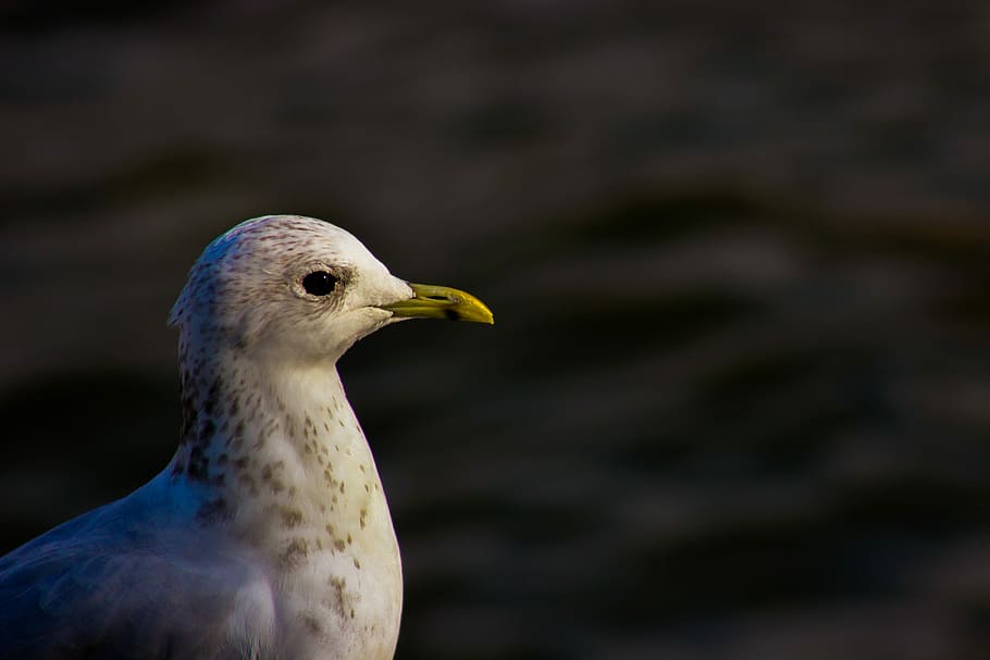 Seagull, Bird, Nature, White, wildlife, animal, water, seabird HD wallpaper