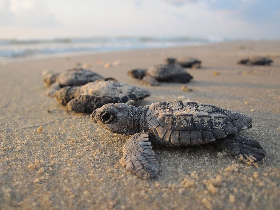 sea turtle hatchling in macro photography, sea turtles, hatchlings