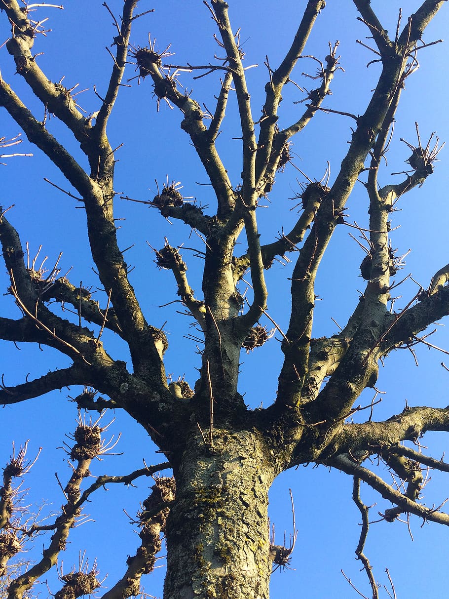 tree, kahl, aesthetic, sky, blue, winter, crown, bare tree HD wallpaper