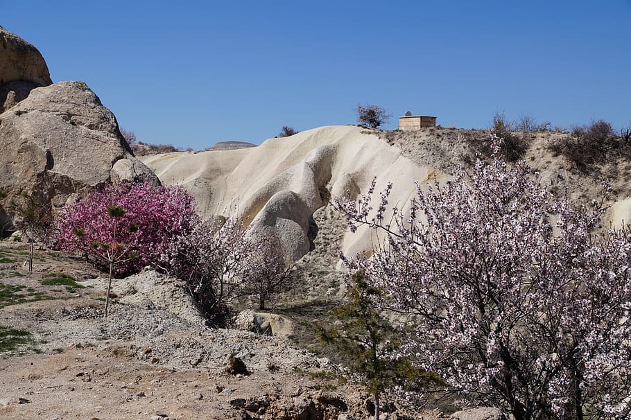 cappadocia, urgup, turkey, plant, flower, tree, beauty in nature HD wallpaper