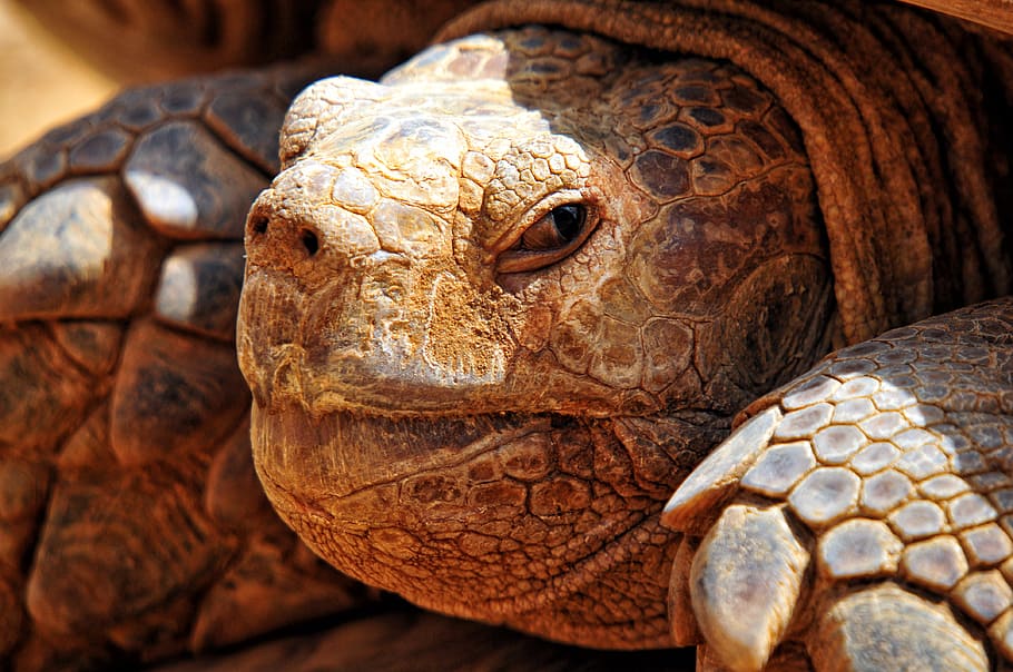 closeup photo of brown tortoise, turtle criss-crossed, africa
