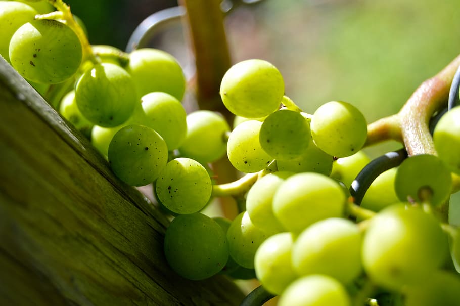 grapes, henkel, close, vine, vineyard, grapevine, green, plant HD wallpaper