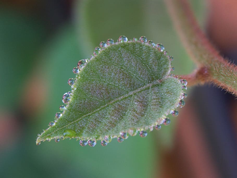 nature, kiwi, plant part, leaf, close-up, beauty in nature HD wallpaper