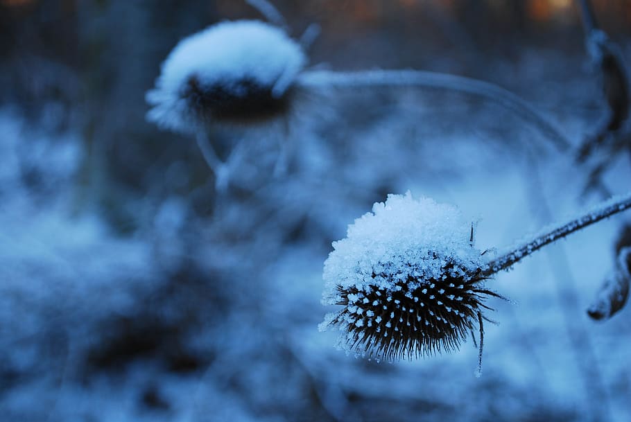 winter, blue, snow, cold, rest, snowy, ice, bud, frozen, frost HD wallpaper