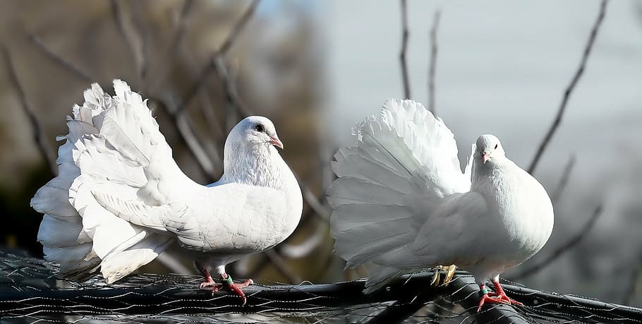 Dove - bird 1080P, 2K, 4K, 5K HD wallpapers free download | Wallpaper Flare