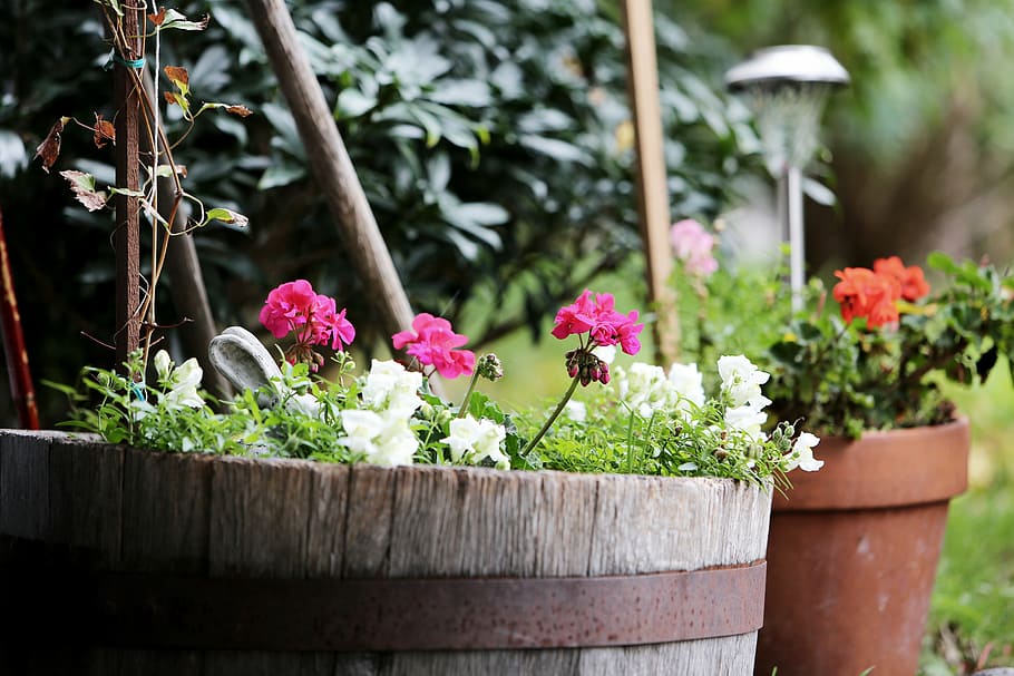 backyard, beautiful, bloom, blooming, blossom, blur, botanical HD wallpaper