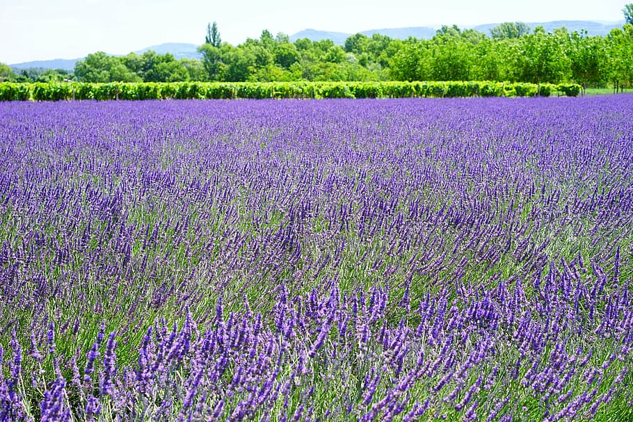 purple lavender flower field photo taken during daytime, lavender field, HD wallpaper